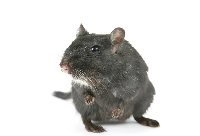MS BLACK BT MOUSE
